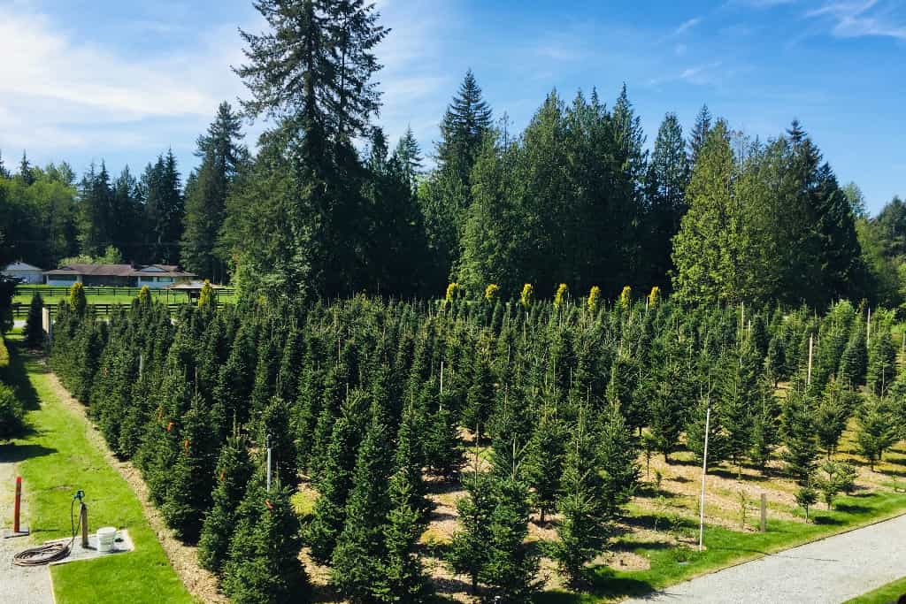 Tree Farm Retreat - Main photo