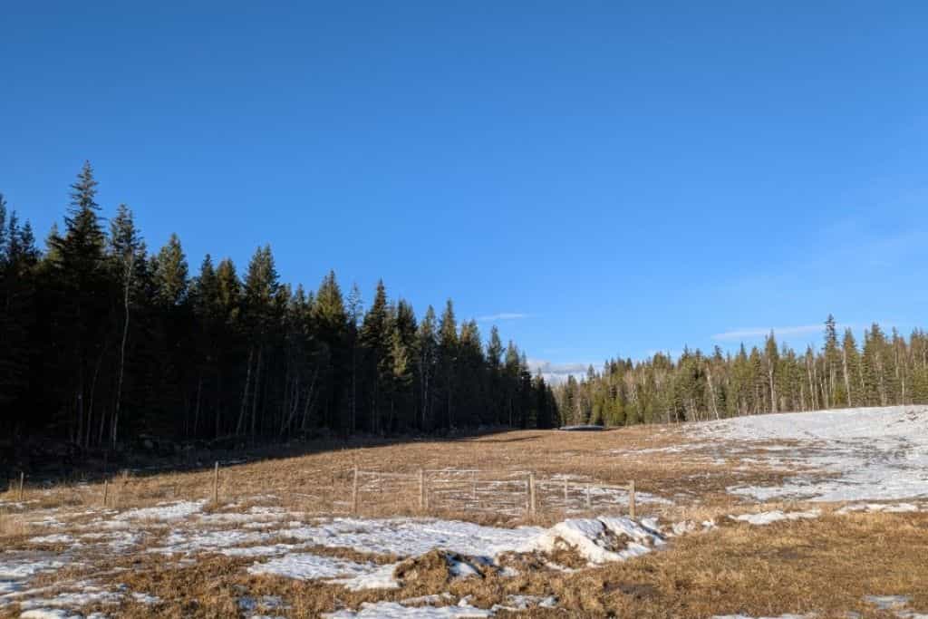 Mountain Forest - Main photo
