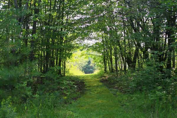 Yurta Glamping / Tent Camping 50 acres nature - Photo 2
