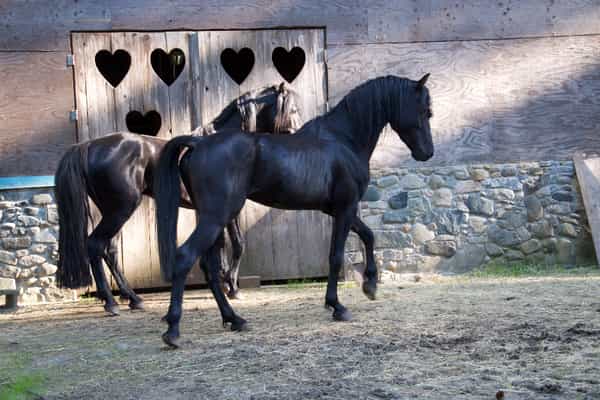 Welcome Harvest Farm Estate - Photo 3