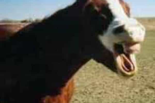 Mountain View Ranch - Photo 2