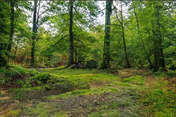 Forest Farm Retreat - Photo 2