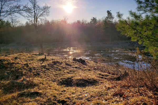 5 Acre Hardwood Forest in Tay Valley - Photo 2