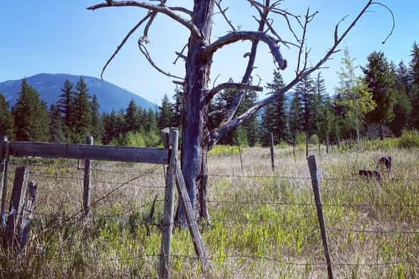 Bluestone Acres Farm - Photo 3