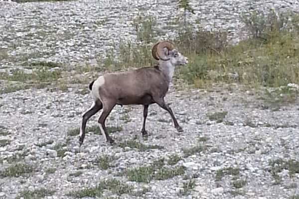 Mackenzie BC Gold panning and wildlife - Photo 3