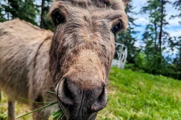 Double R Ranch - Photo 3