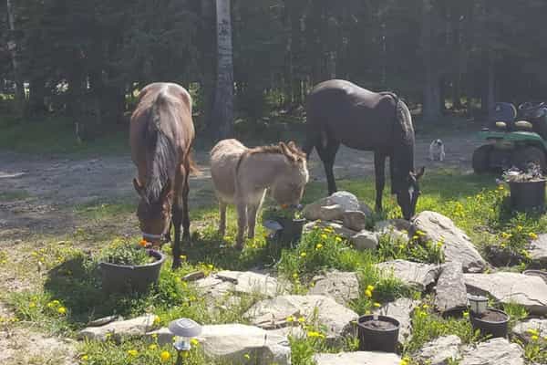 Timber Row Ranch - Photo 3