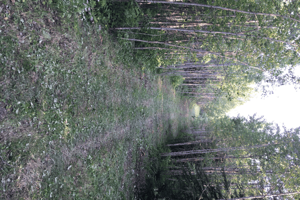 Iron Horse Campground - Photo 2