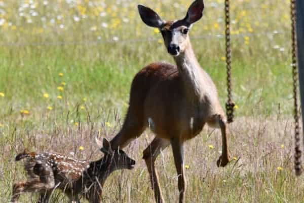 Tyee Valley Farm - Photo 3