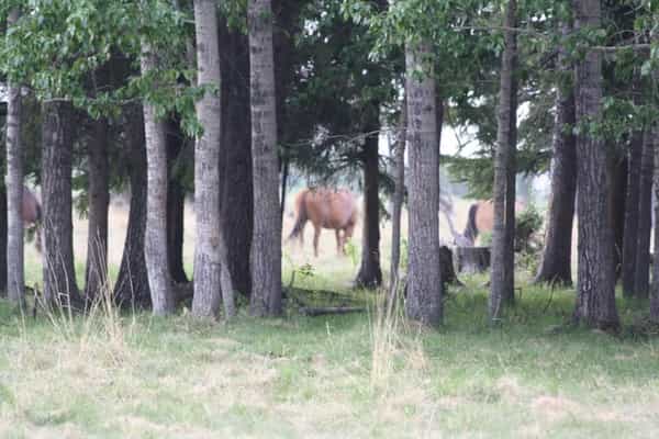Timber Row Ranch - Photo 2