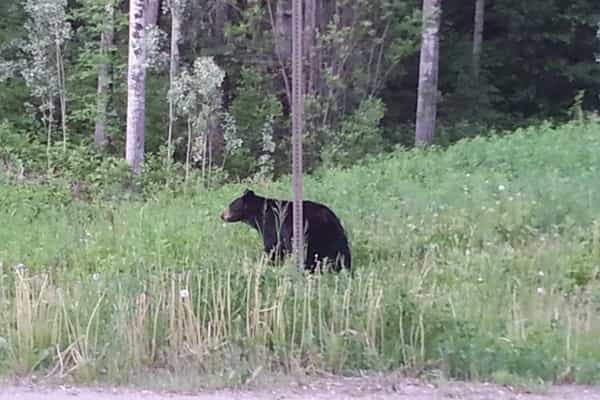 Mackenzie BC Gold panning and wildlife - Photo 2