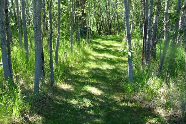 Chattaway Grove on the Pembina River - Photo 3