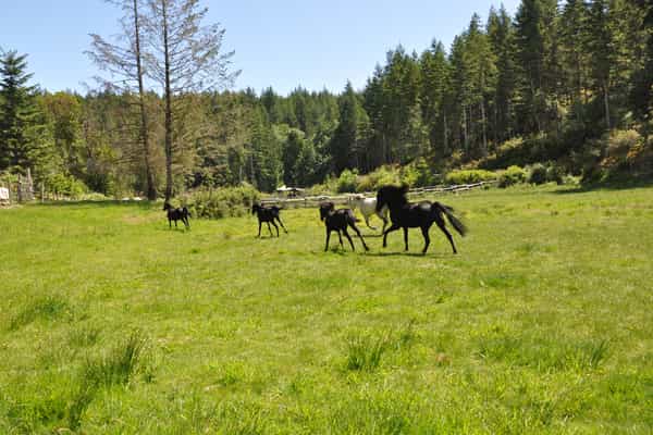 WHF Farm Stay Accommodation - Photo 2