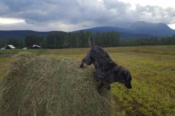 Hug's Farm - Photo 3