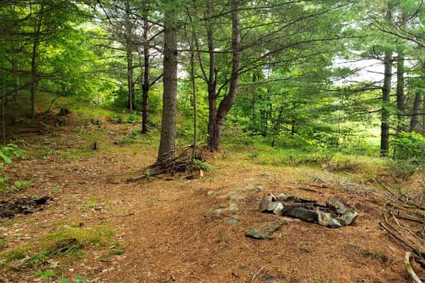 5 Acre Hardwood Forest in Tay Valley - Photo 3