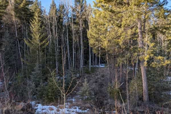 Mountain Forest - Photo 3